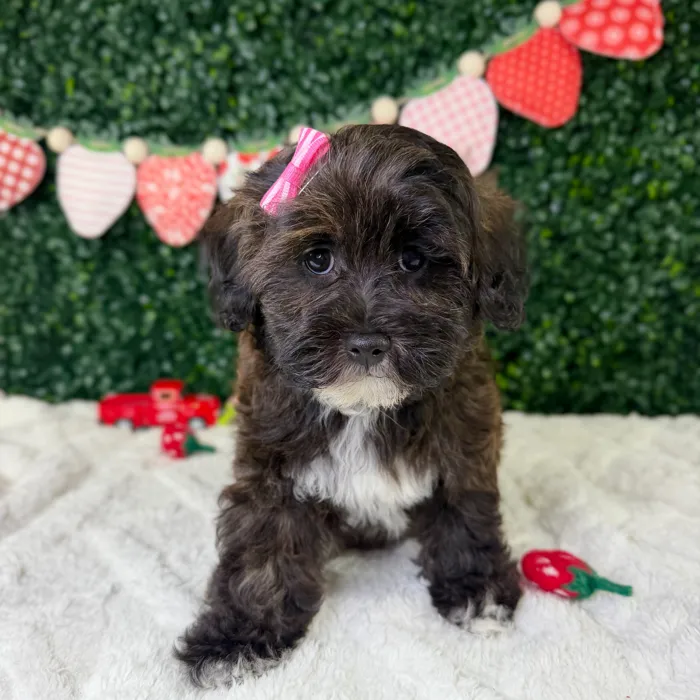 Female Lhasa-Poo puppy named Paris for sale at Puppy Dreams - Garland.