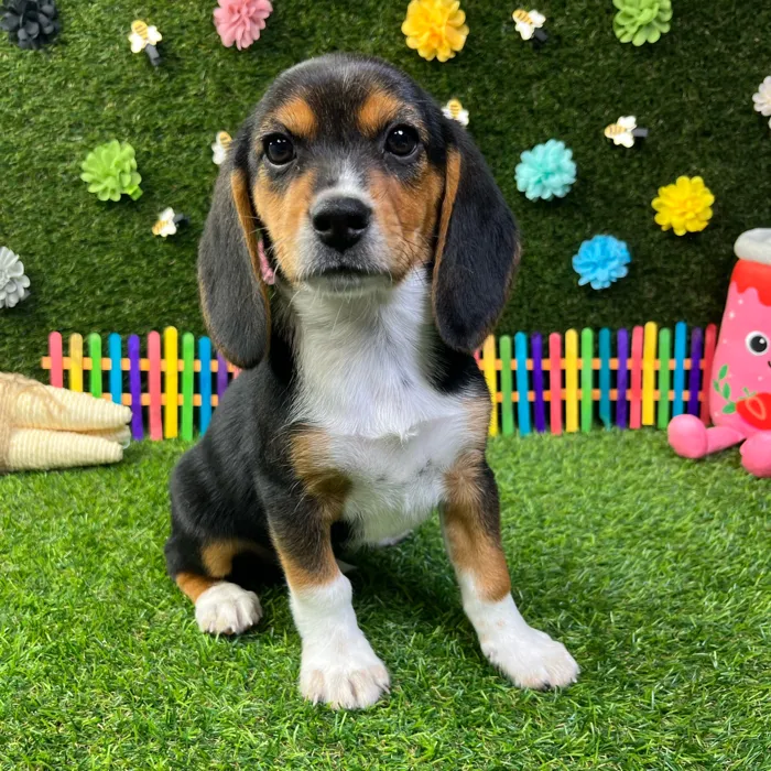 Female Beagle puppy named Sandy for sale at Puppy Dreams - Carrollton.
