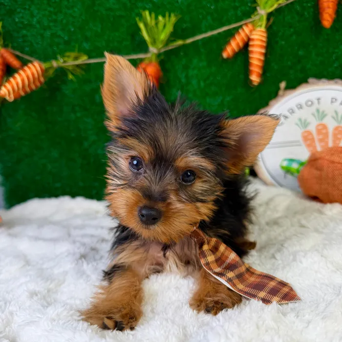 Male Yorkie puppy named Valentino for sale at Puppy Dreams - Garland.