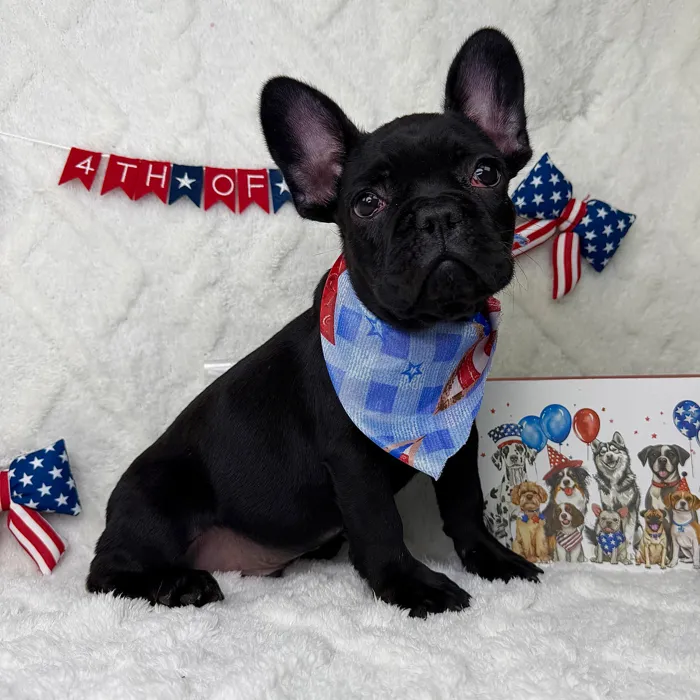 Male French Bulldog puppy named Duke for sale at Puppy Dreams - Garland.