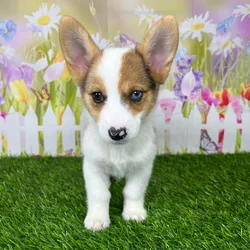 car_main_img_/media/ap_media/pets/RYSTUKAGZLRL137602.webp.250x250_q85.webp