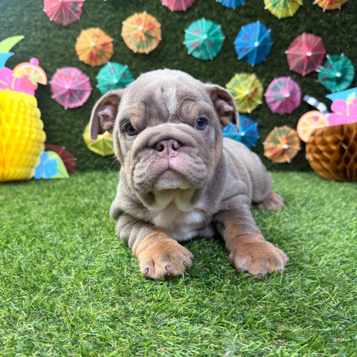 Male English Bulldog puppy named Chubs for sale at Puppy Dreams - Carrollton.