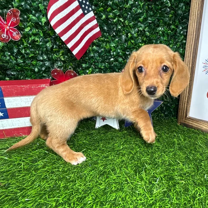Female Dachshund puppy named *Firework* for sale at Puppy Dreams - Mansfield.