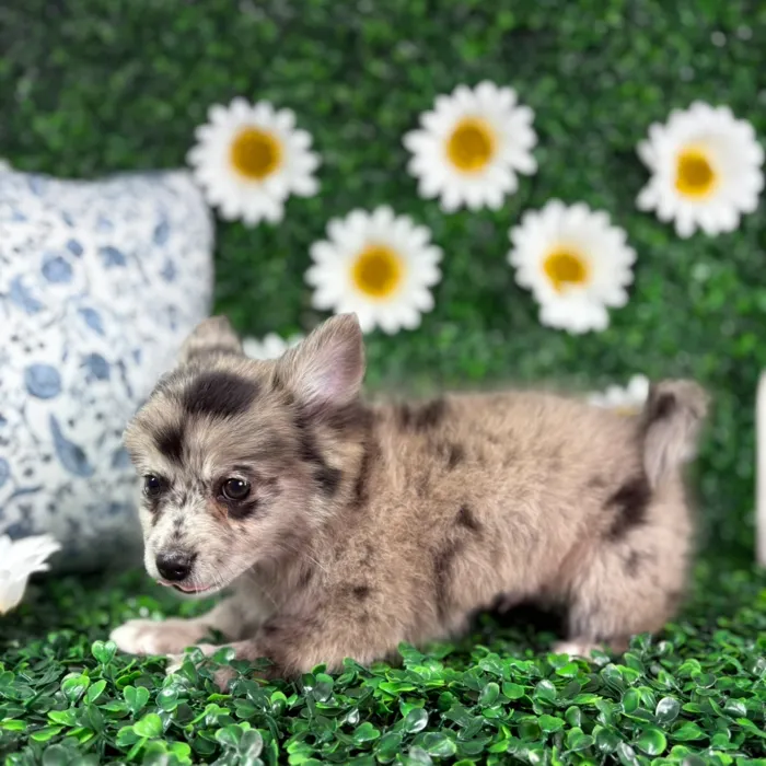 Male Pomchi puppy named Clyde for sale at Puppy Dreams - North Richland Hills.