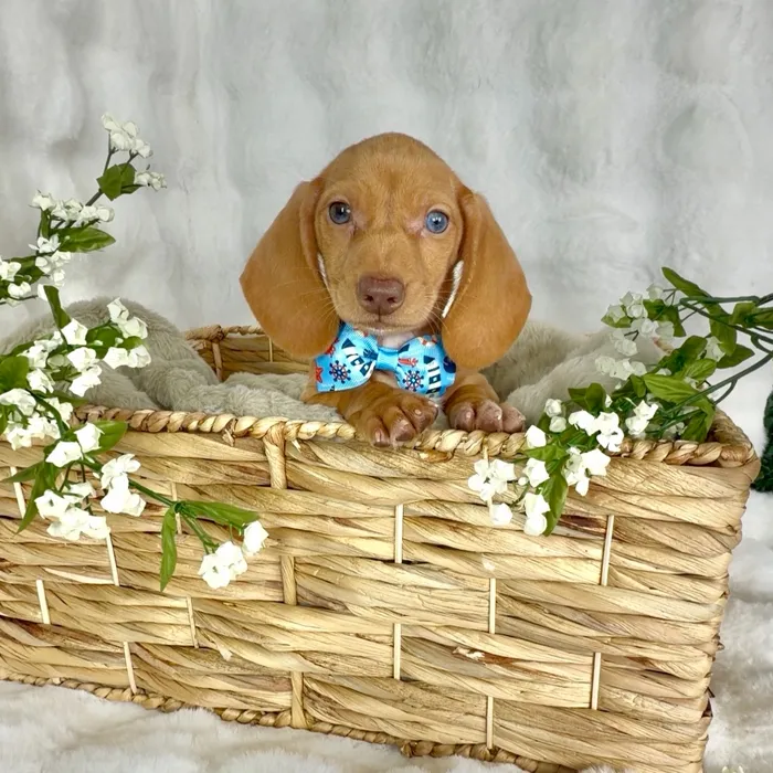 Male Dachshund puppy named Baconator for sale at Puppy Dreams - Denton.