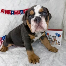 Male English Bulldog puppy named Bruno for sale at Puppy Dreams - Garland.
