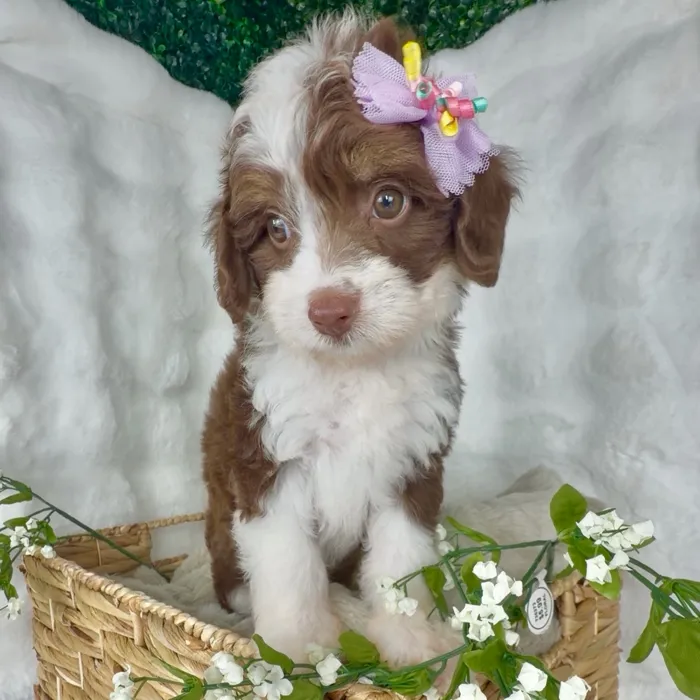 Female Mini Aussie Poo puppy named Popcorn for sale at Puppy Dreams - Denton.