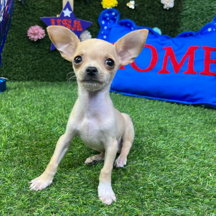 Male Chihuahua puppy named Woody for sale at Puppy Dreams - Carrollton.