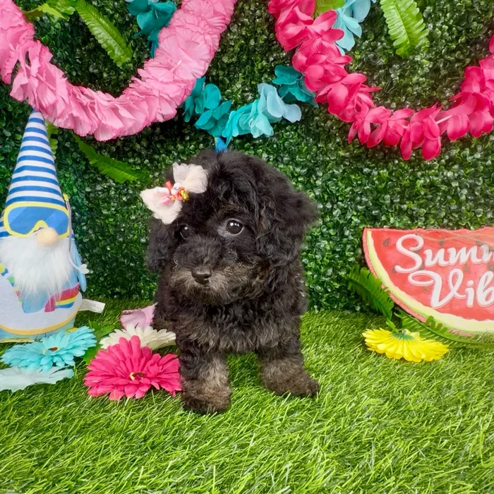Female Mini Poodle puppy named Koala for sale at Puppy Dreams - Denton.