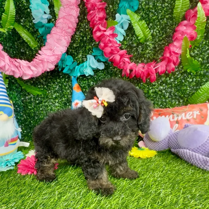 Female Mini Poodle puppy named Koala for sale at Puppy Dreams - Denton.