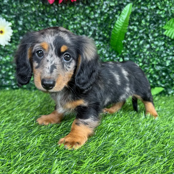 Female Dachshund puppy named Serena for sale at Puppy Dreams - Denton.
