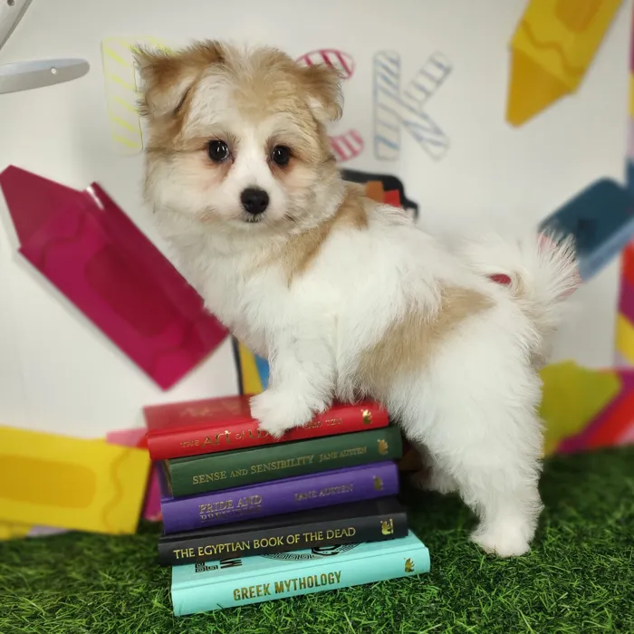 Female Pomachon puppy named *Nurse* for sale at Puppy Dreams - Mansfield.