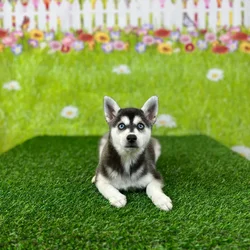 car_main_img_/media/ap_media/pets/SEFGCOMQSVIQ132264.webp.250x250_q85.webp