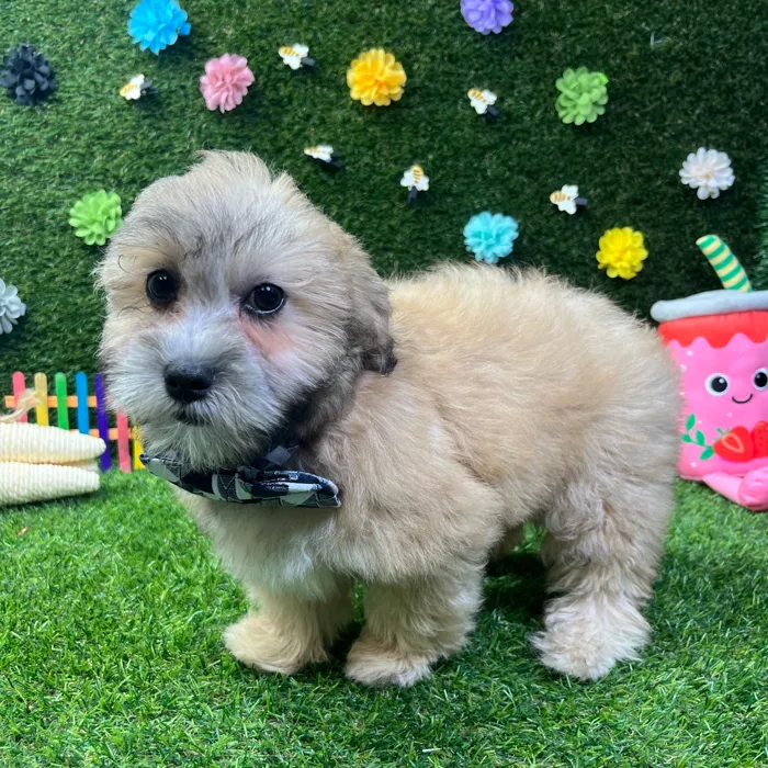 Male Shizapoo puppy named Otis for sale at Puppy Dreams - Carrollton.