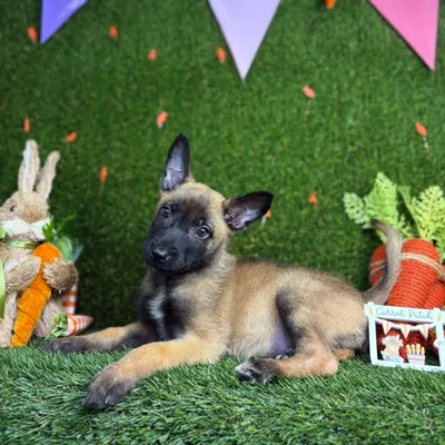Female Belgian Malinois puppy named Cardi for sale at Puppy Dreams - North Richland Hills.