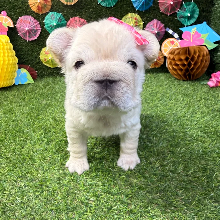 Female Fluffy French Bulldog puppy named Pearl for sale at Puppy Dreams - Carrollton.