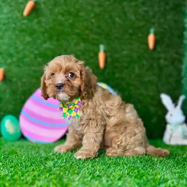 image_cropper_03645A68-DFEB-48E9-A85E-33DEF8F7412C-5469-0000020E5D64E01E.jpg