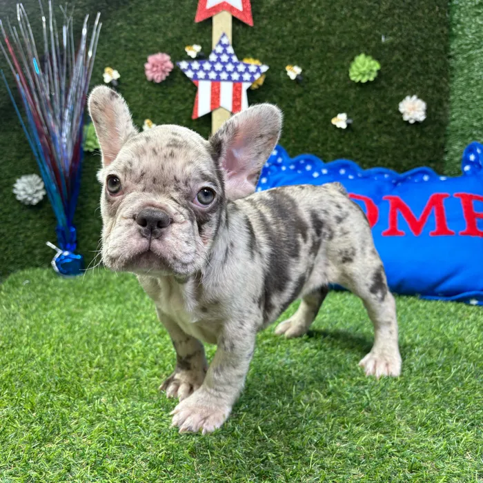 Female French Bulldog puppy named Zara for sale at Puppy Dreams - Carrollton.