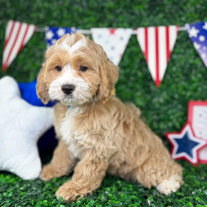 Male Cockapoo puppy named Bernie for sale at Puppy Dreams - North Richland Hills.