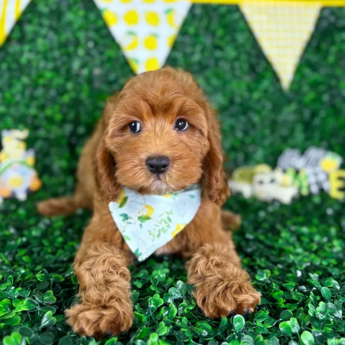 Male Cockapoo puppy named Sammy for sale at Puppy Dreams - North Richland Hills.
