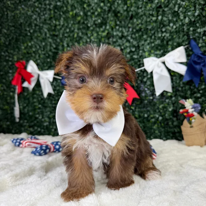 Male Yorkie puppy named Cherrio for sale at Puppy Dreams - Garland.