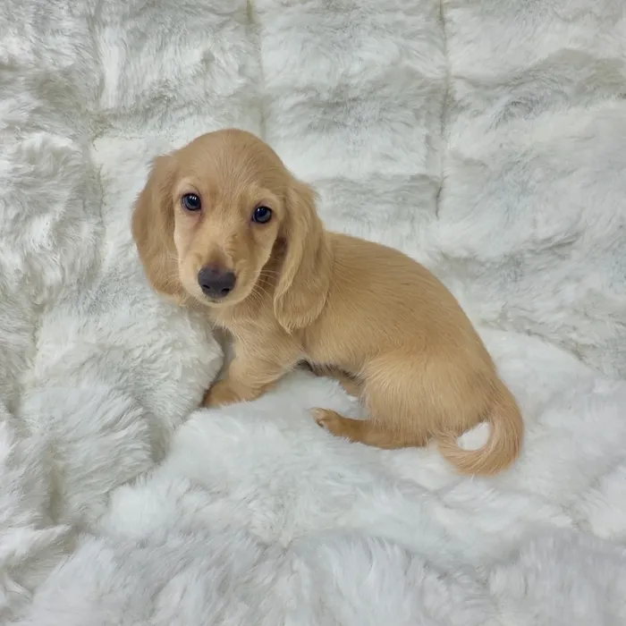 Female Dachshund puppy named Wendys for sale at Puppy Dreams - Denton.
