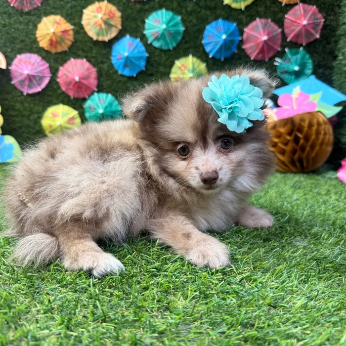 Female Pomeranian puppy named Bella for sale at Puppy Dreams - Carrollton.