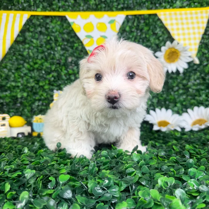 Female Maltipoo puppy named Cindy for sale at Puppy Dreams - North Richland Hills.
