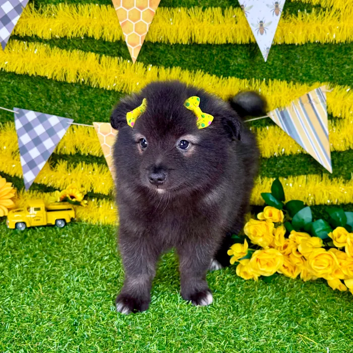 Female Keeshond puppy named Nova for sale at Puppy Dreams - Arlington.