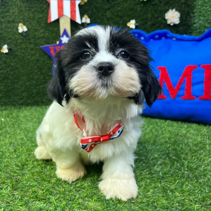 Male Shorkie puppy named Dale for sale at Puppy Dreams - Carrollton.