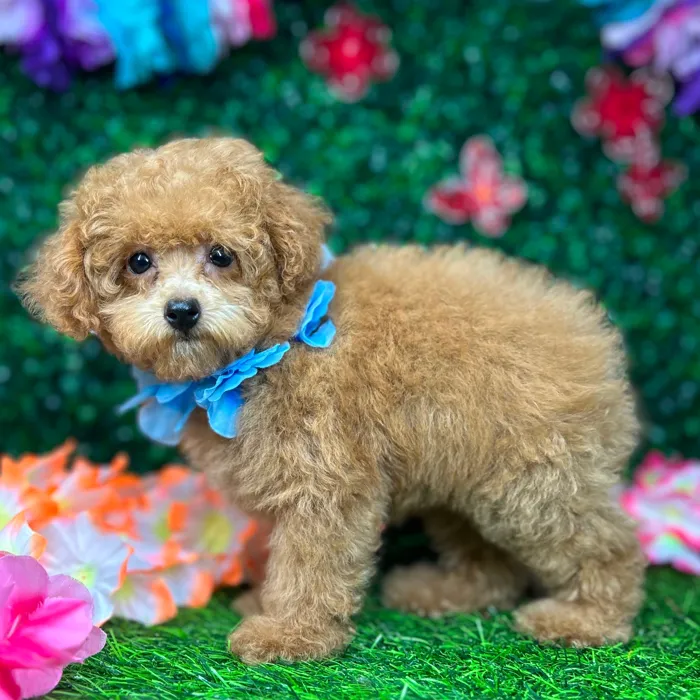 Male Mini Poodle puppy named *Cedar* for sale at Puppy Dreams - Mansfield.