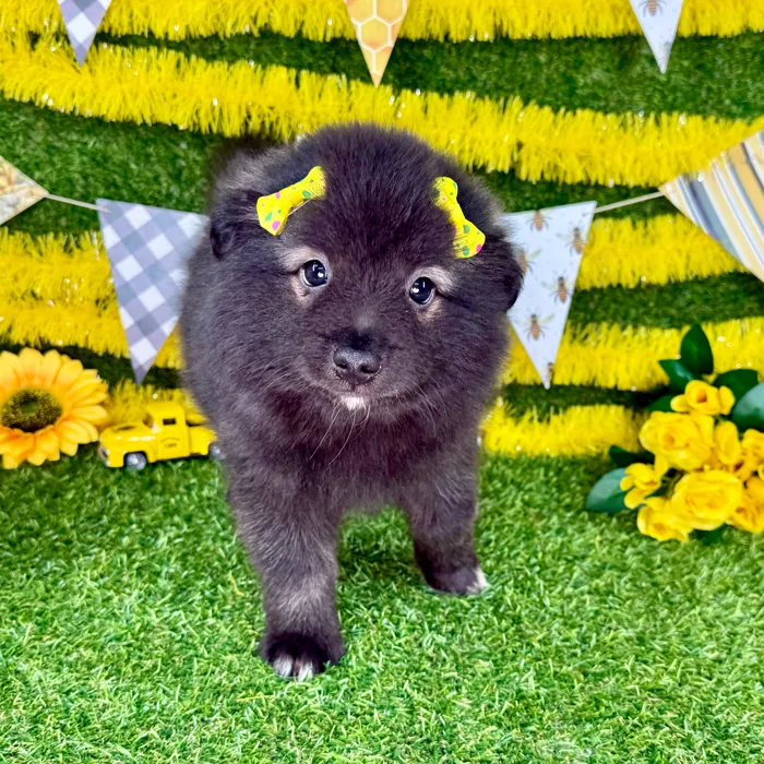 Female Keeshond puppy named Nova for sale at Puppy Dreams - Arlington.