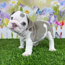 car_main_img_/media/ap_media/pets/SMZOMIIEERED119000.webp.250x250_q85.webp