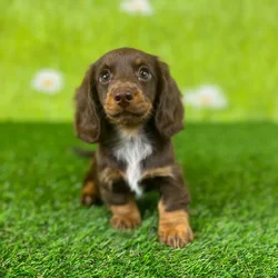 car_main_img_/media/ap_media/pets/SNAISSWQAUYT130203.webp.250x250_q85.webp