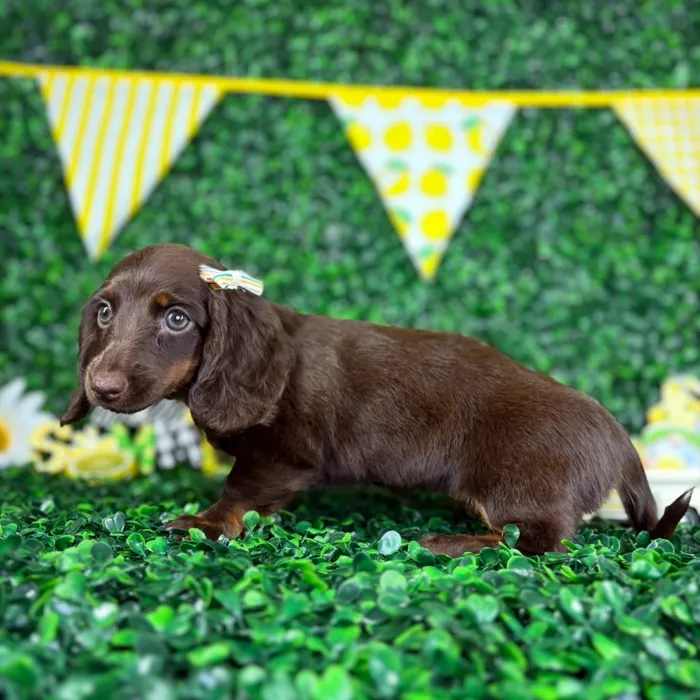 Female Dachshund puppy named Dulce for sale at Puppy Dreams - North Richland Hills.