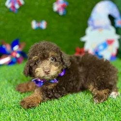 car_main_img_/media/ap_media/pets/SNESDDBORFHQ130047.webp.250x250_q85.webp