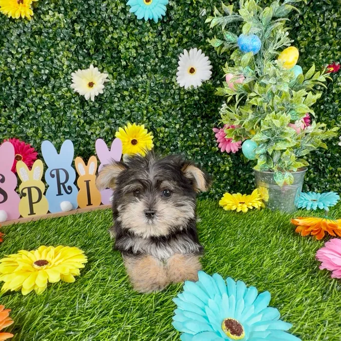 Male Morkie puppy named Dazzle for sale at Puppy Dreams - Denton.