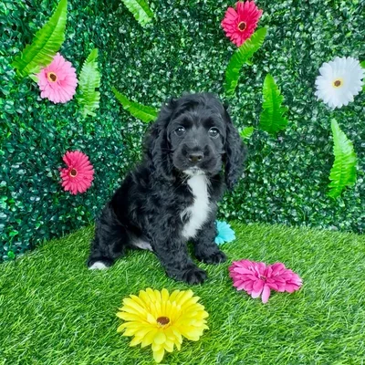Male Cocker Spaniel puppy named Barbeque for sale at Puppy Dreams - Denton.
