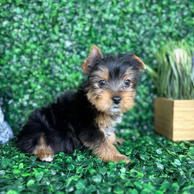 Male Yorkie puppy named Christopher for sale at Puppy Dreams - North Richland Hills.