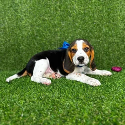 car_main_img_/media/ap_media/pets/SRBYKNZNLMFU121407.webp.250x250_q85.webp
