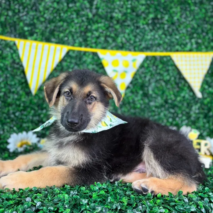 Male German Shepherd puppy named Moose for sale at Puppy Dreams - North Richland Hills.