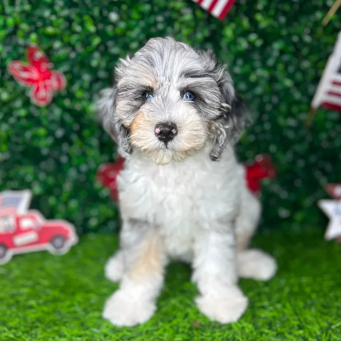 Female Cockapoo puppy named *Cupcake* for sale at Puppy Dreams - Mansfield.