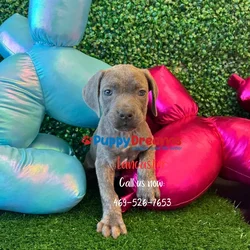 car_main_img_/media/ap_media/pets/SRPECFVEOZLF137494.webp.250x250_q85.webp