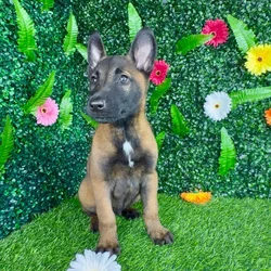 Male Belgian Malinois puppy named Root Beer for sale at Puppy Dreams - Denton.