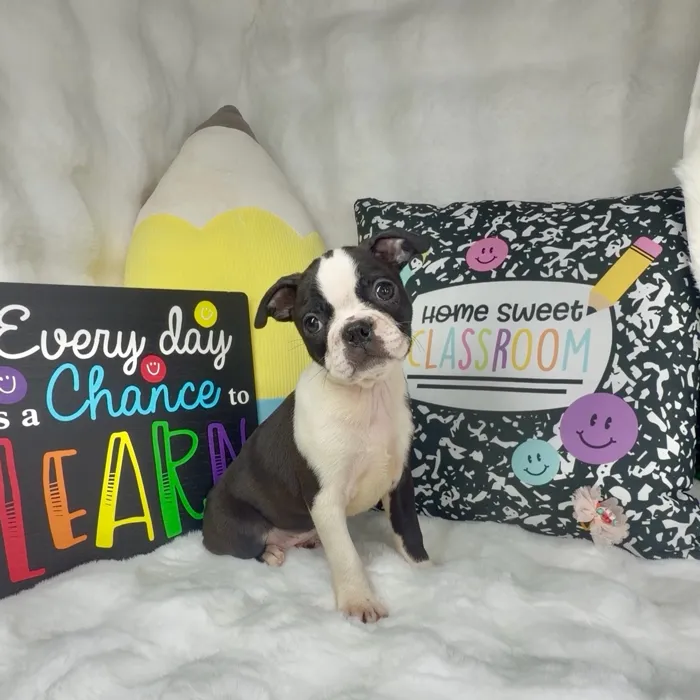 Female Boston Terrier puppy named Apple for sale at Puppy Dreams - Denton.