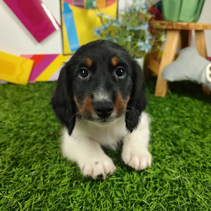 Male Dachshund puppy named *Coach* for sale at Puppy Dreams - Mansfield.