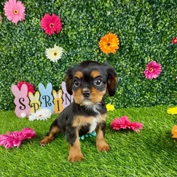 Female Cavalier King Charles Spaniel puppy named Michelada for sale at Puppy Dreams - Denton.