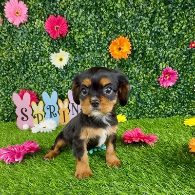 Female Cavalier King Charles Spaniel puppy named Michelada for sale at Puppy Dreams - Denton.