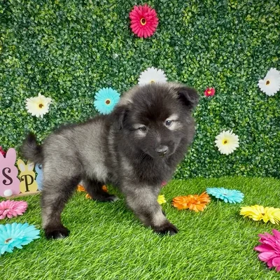 Female Keeshond puppy named Meadow for sale at Puppy Dreams - Denton.