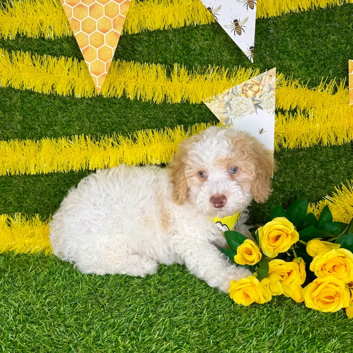 Male Mini Poodle puppy named Ken for sale at Puppy Dreams - Arlington.